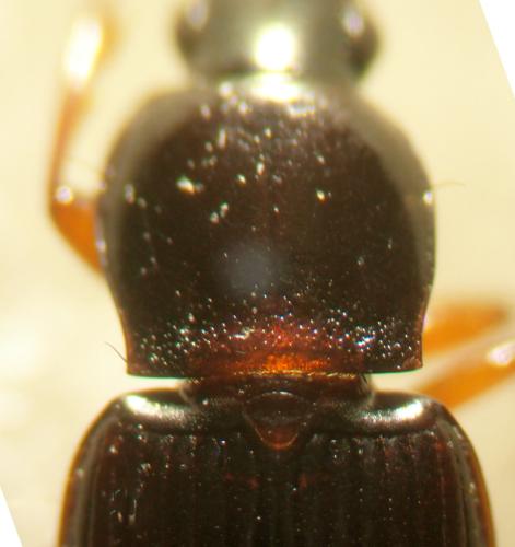 Pedius longicollis